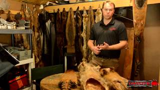 Options for selling fur - Fur Trapping