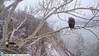 USS Bald eagle Cam 1 on 1-10-25 @ 07:32 Irv gets tangled up with the stick he brough in