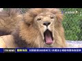 封園虧損300億美元！美國波士頓動物園恢復營業【國際快訊】