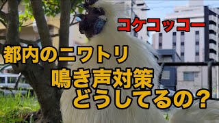 【都会でニワトリ】鳴き声対策はどうしてる？【飼育】