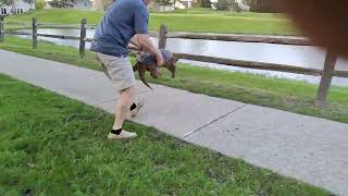 How to safely lift large tortoise