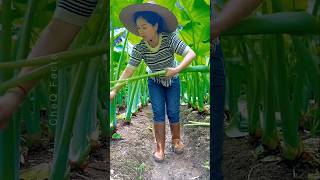 Taro: The Superfood Cultivated in China, Japan \u0026 Thailand #shorts #plants #farming