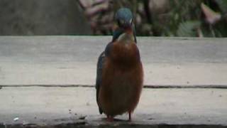 カワセミがザリガニを食べています。