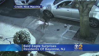Bald Eagle Surprises New Jersey Town