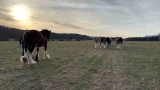 Walk the Clydesdales in for the Night at Clydesdale Outpost