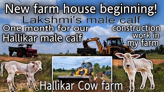 Hallikar male calf|JCB Tractor working|New Farmhouse construction|Hallikar Cow calf|HallikarCow farm