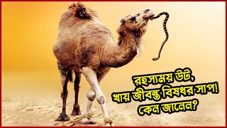 রহস্যময় উট, খায় জীবন্ত বিষধর সাপ! কেন জানেন? Camel Eat Live Snake | Rahenul