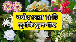 বর্ষার সেরা ১০ রকমের সুগন্ধি ফুল গাছ।এই ফুল গাছ বাগান সুগন্ধে ভরিয়ে তুলবে|Helpful Garden