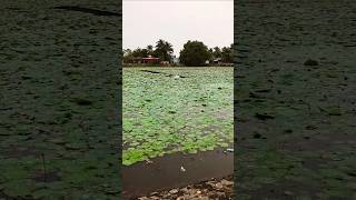 அழகான தாமரைக் குளம்|    Beautiful lotus pond village