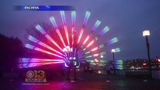 Charlie The Peacock Gaining Fame At Light City