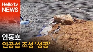 안동호 인공섬 조성 '성공'