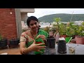 grow mango tree from seed in 3 ways మామిడి టెంక నుండి మొక్కను మూడు విధాలుగా పెంచవచ్చు mango seed