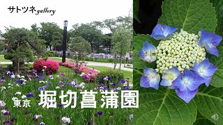 東京都葛飾区にある堀切菖蒲園の花々です。また堀切菖蒲園に行く途中の花や特徴的な像も載せました。堀切菖蒲園は無料で鑑賞できました。