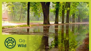 Prater - The Green Stadium - The Secrets of Nature
