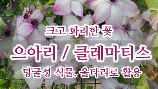 으아리/클레마티스. 크고 화려하고 깔끔한 덩굴성 꽃.  고급진 울타리로 좋아요. 다양한 색상과 모양으로 인기있는 클레마티스는 정원에서 빼놓을 수 없는 꽃입니다.