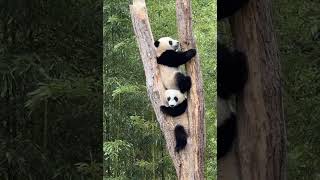 푸바오 친구들~ 깨물어 주고 싶은 귀여운 팬더들, 싸우지 말고 잘 지내렴~ | So cute Panda Funny Videos | 可愛的熊貓 판다 fubao 에버랜드 #shorts