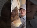 立派なタケノコとれました！！！🎥動画提供🎥konchan farmさん。（bgm編集済み） タケノコ 農業女子 収穫 農業 農girl農life