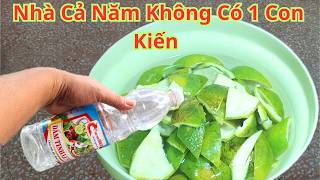 Kết Hợp Vỏ Cam Và Dấm Lại Với Nhau Là Phương Pháp Hoàn Hảo. Kiến. Dán. Bỏ Đi Hết Không Còn Con Nào