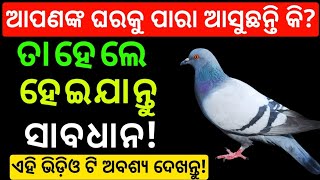 ଆପଣଙ୍କ ଘରକୁ ପାରା ଆସୁଛନ୍ତି କି ? | ତାହେଲେ ହେଇଯାନ୍ତୁ ସାବଧାନ | ଏହି ଭିଡ଼ିଓ ଟି ଅବଶ୍ୟ ଦେଖନ୍ତୁ