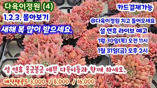 다육이정원 (4) 1.2.3편 몰아보기 설 연휴에는 다육이정원에서 예쁜 다육이들과 힐링하세요.