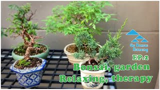 Gu Bonsai Relaxing EP.2