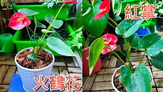 像紅色手掌的火鶴花|土培轉水培|室內觀賞植物|植物男子