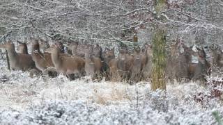 Flock Of Deer In Winter