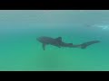 Mozambique - Tofo Beach - Searching for whale shark #gopro #shark