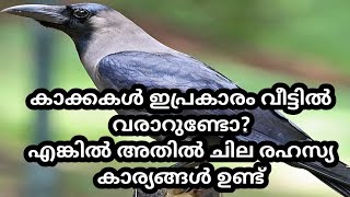 കാക്കകൾ ഇപ്രകാരം വീട്ടിൽ വന്നാൽ ചില രഹസ്യങ്ങൾ ഉണ്ട്