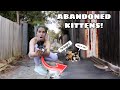 MANGE INFESTED KITTENS RESCUED FROM ALLEY!