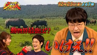 ついに地上最強の動物が決定!? サバンナ最強勝ち抜きトーナメント!!『キングオブアニマル』12/23(金) 【TBS】