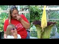 Stinky Corpse Flower Blooms in Illinois: 'It Really Smells Like Rotting Meat'