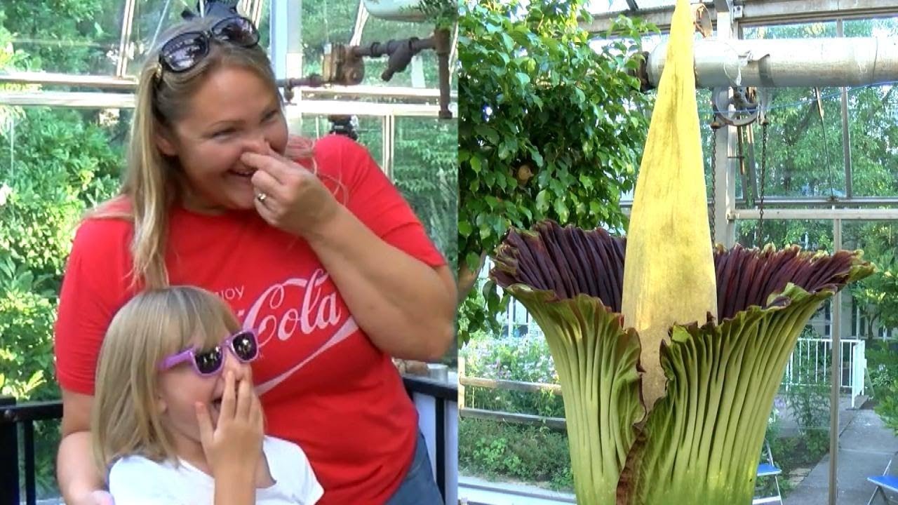 Stinky Corpse Flower Blooms In Illinois: 'It Really Smells Like Rotting ...