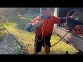 🌳 chainsaw action dropping ironbark trees u0026 cleaning up fallen timber for burn piles 🔥