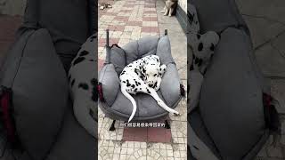 每日营救锤子 大宠爱猫升级妙宠爱大宠爱犬升级汪宠爱动物的迷惑行为 哈士奇