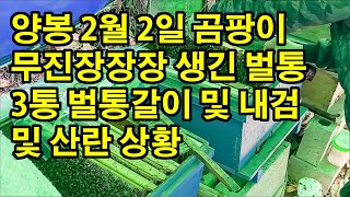 양봉 2월 2일 곰팡이 무진장장장 생긴 벌통 3통 벌통갈이 및 내검 및 산란 상황