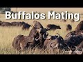 Male Buffalos Trying to Mate but Non Manages to - Latest Sightings