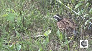 Northern Bobwhite