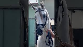 اجمل خيل عربي اصيل السعودية حصان عربي خيول عربية اصيلة