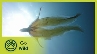 Animal Instincts: Water World of Japan’s Noto Peninsula | Go Wild