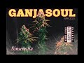 Ganjasoul - Sinsemilia