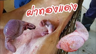 พี่อลิซกะน้องทาวิน | ผ่าทองแดง 🐖 Copper surgery