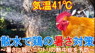 散水で鶏の暑さ対策～木陰への水撒きで体温調節が苦手なニワトリの熱中症を予防～