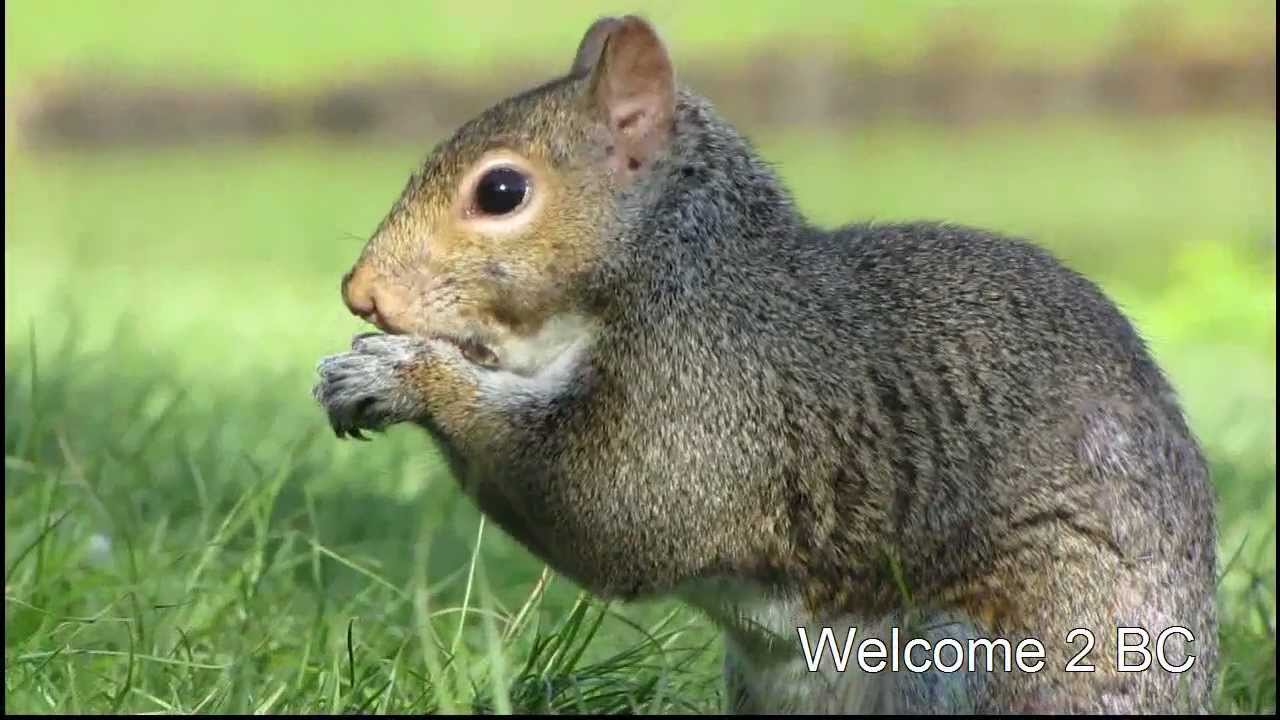 Www.welcome2bc.com , BC Squirrels - YouTube