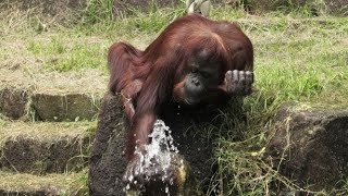 ジュリーさんの水遊びとキューさんのスカイウォーク　オランウータン　多摩動物公園