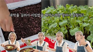 고나고 홈 | 직접 씨앗을 심고 키워서 먹는 열무새싹 비빔밥