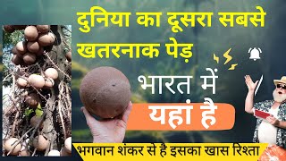 CANNONBALL TREE : तोप गोले,  बम भोले का पवित्र पेड़: कई countries  में क्यों मना है लगाना