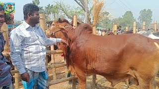 @ ১০ মার্চ২৫|| চট্টগ্রামের ব্যবসায়ী কত টাকা মন দরে মাংসের ওজনে খামার উপযোগী ষাঁড় গরু কিনলেন??