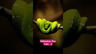 Dehradun zoo part - 2 | Malsi dear park | @ourgarden11 | #shorts #subscribe #viral #trending #music