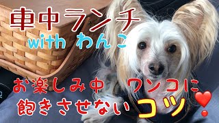 〔車中カフェ 〕車中ランチ 犬連れランチでのワンコを飽きさせないで 楽しむコツ❣️